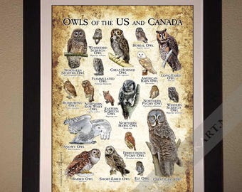 北アメリカのフクロウのポスター - アーティストのサイン入り! - Etsy 日本