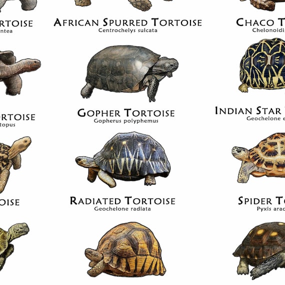Tortoises of the World Art Print / Field Guide - SIGNED BY ARTIST