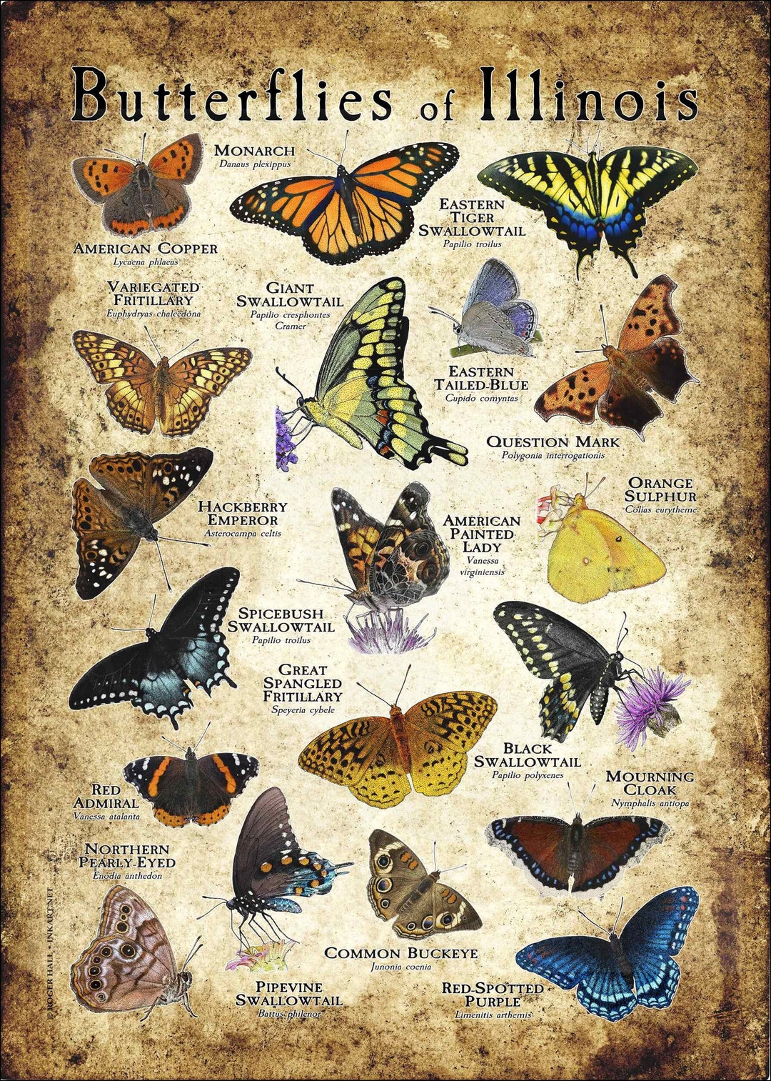 Butterflies of Illinois Poster Print Field Guide Etsy