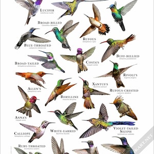 Typer av kolibriposter - SIGNERAD AV KONSTNÄREN!