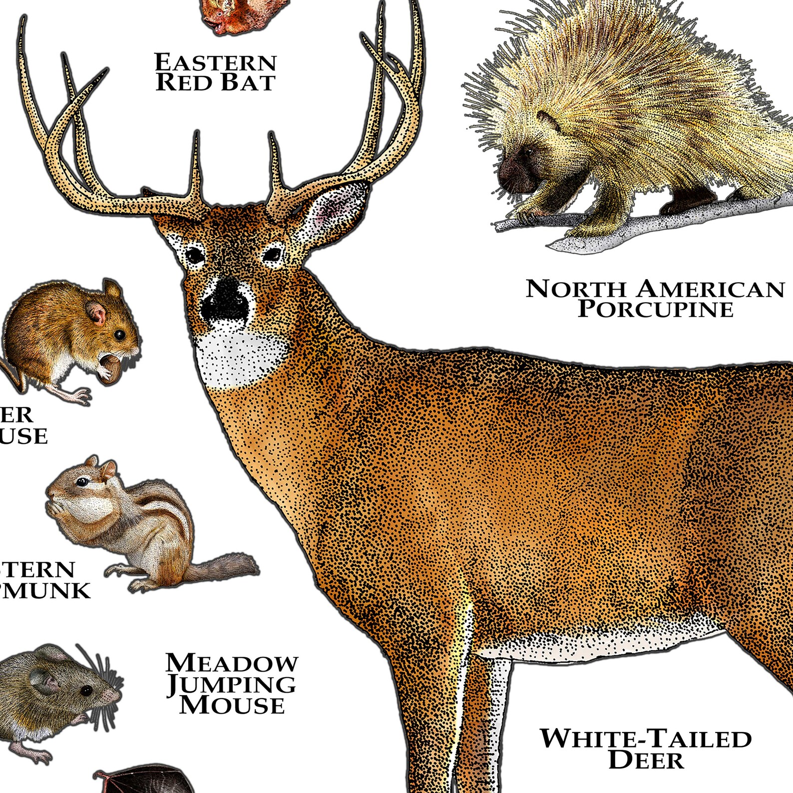 Mammals of New Jersey Poster Print / New Jersey Mammals Field Etsy