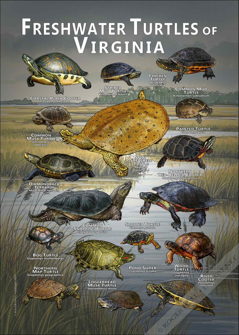 Turtle Types Va Freshwater Turtles of Virginia Poster Print/field Guide - SIGNED BY ...