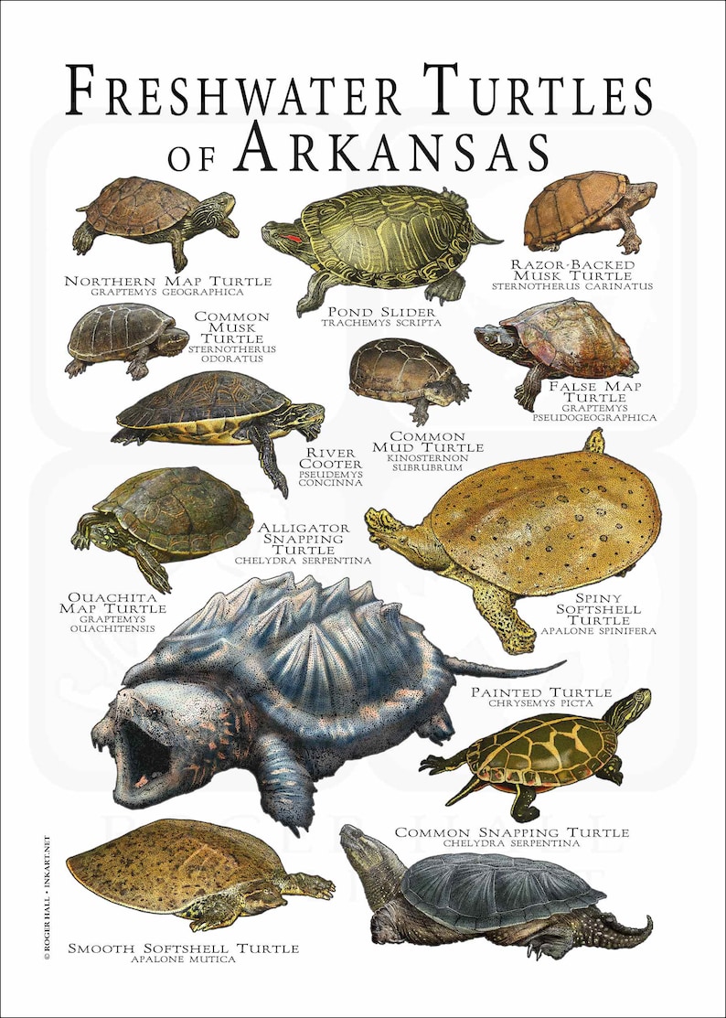 Freshwater Turtles of Arkansas Poster Print/field Guide - SIGNED BY ...