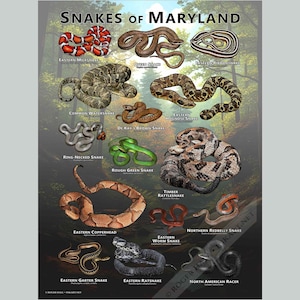 Snakes of Maryland Poster Print/Field Guide - SIGNED BY ARTIST!