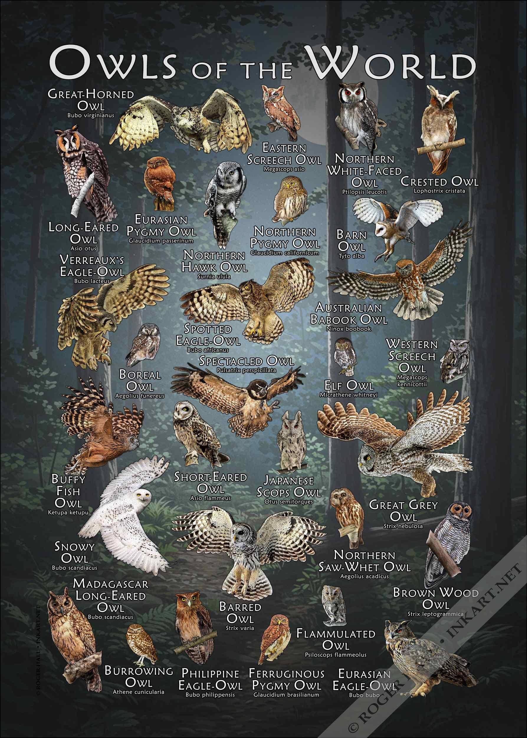 世界のフクロウのポスタープリント - アーティストのサイン入り