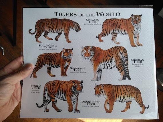 Tigers of the World Poster Print - Etsy Israel
