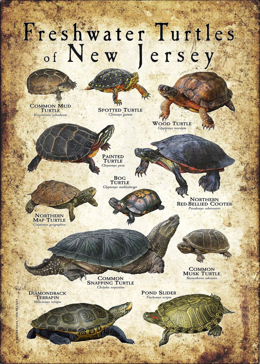 Freshwater Turtles of New Jersey Poster Print Field Guide Etsy