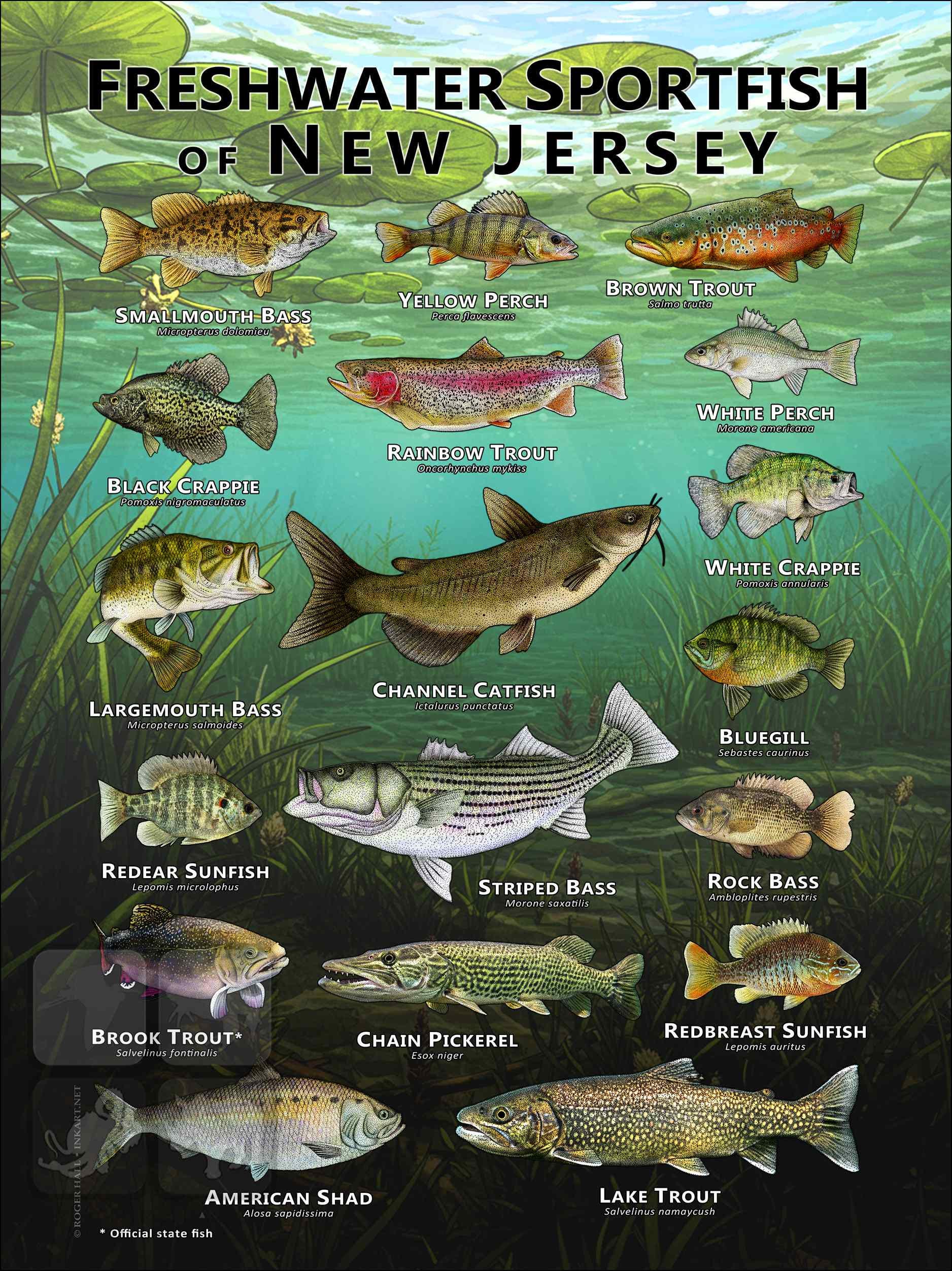 Sportfish of New Jersey Poster Print/Field Guide - SIGNED BY ARTIST!