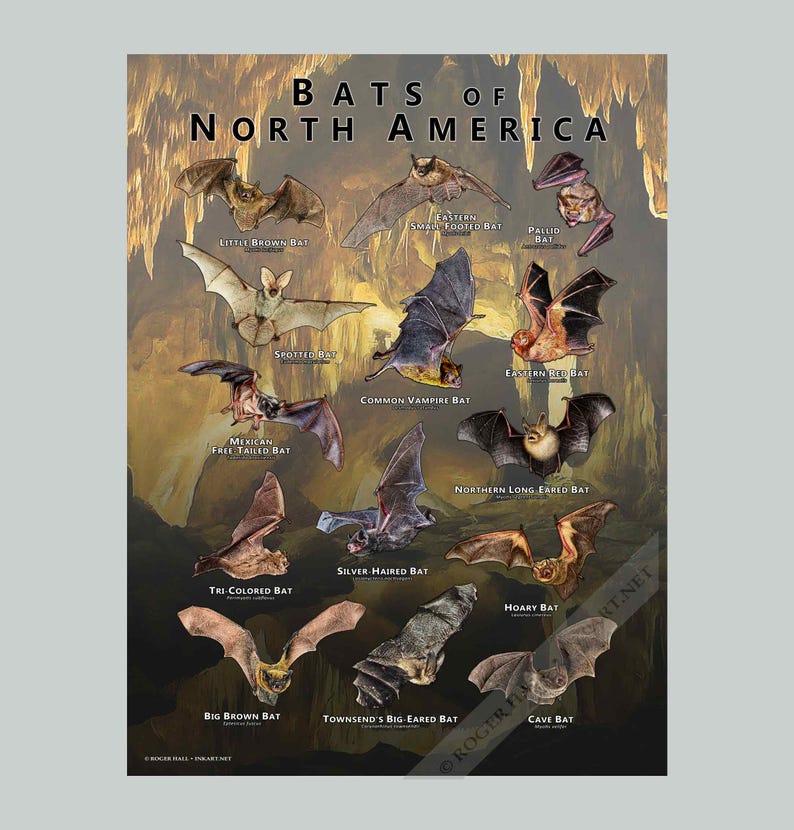 Bats of North America Poster Print - SIGNED BY ARTIST! - Etsy