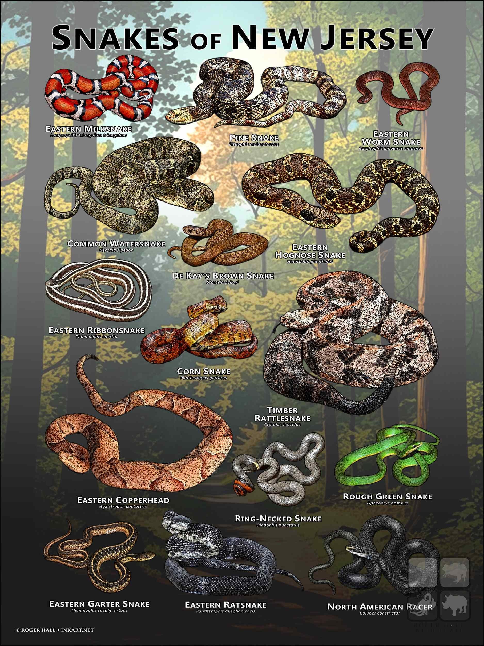 Snakes of New Jersey Poster Print/field Guide - SIGNED BY ARTIST