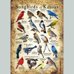 Songbirds of Kansas Poster Print/Field Guide - SIGNED BY ARTIST!