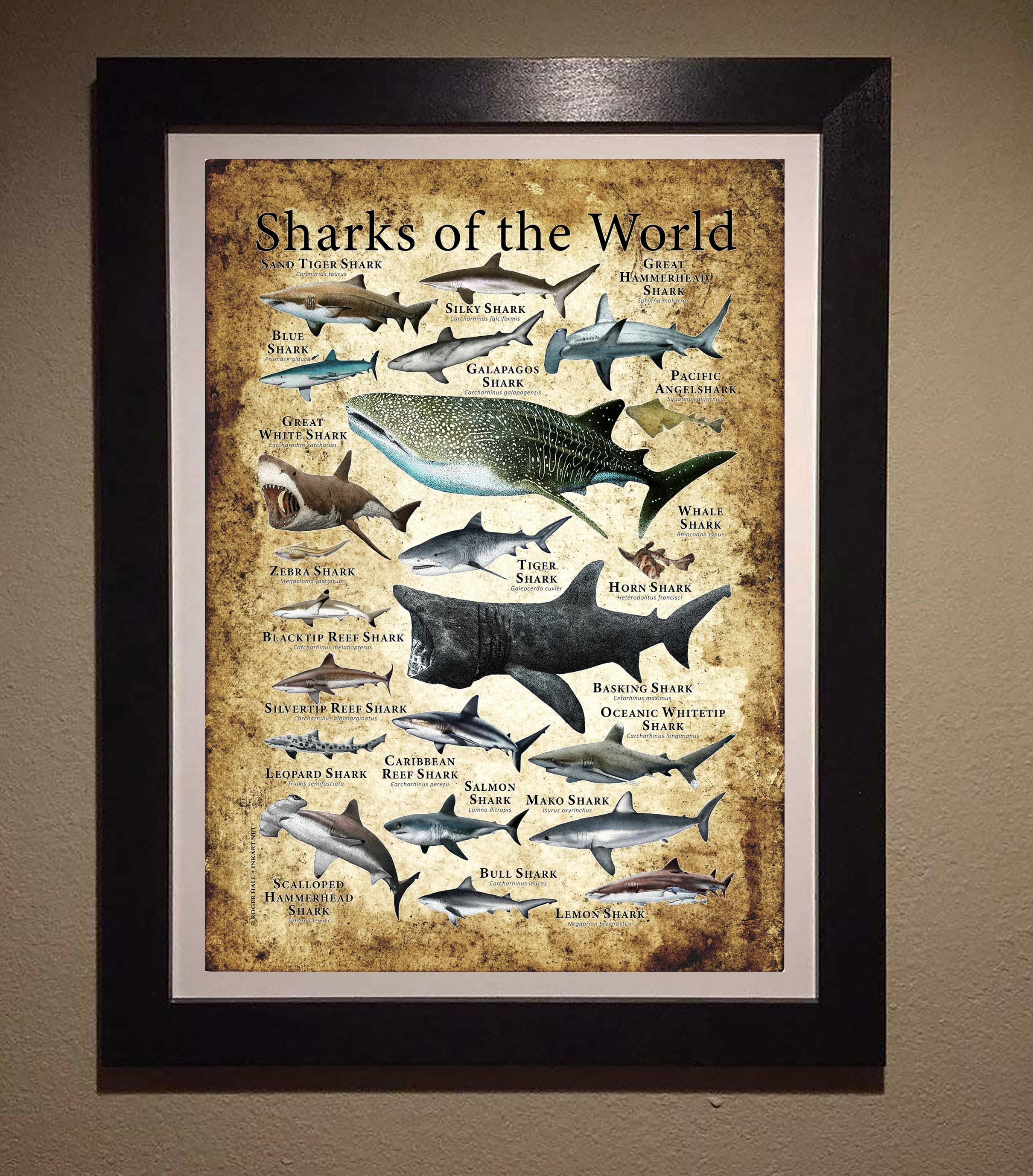 Sharks of the World Poster Print - SIGNED BY ARTIST! - Etsy Sharks of the World Poster Print - SIGNED BY ARTIST! - Etsy