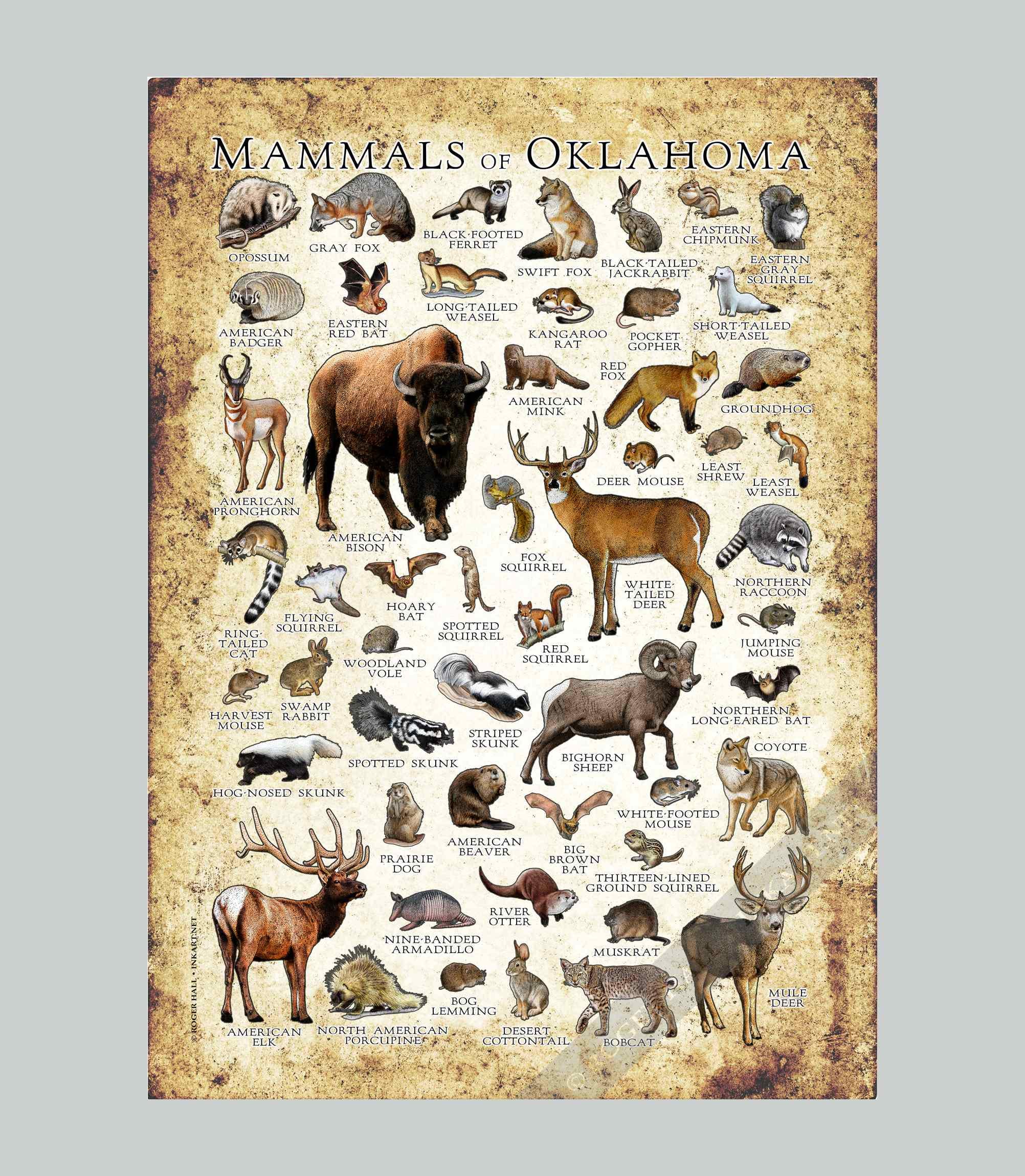 オクラホマ州の哺乳類のポスタープリント：サイン入り野生動物アート