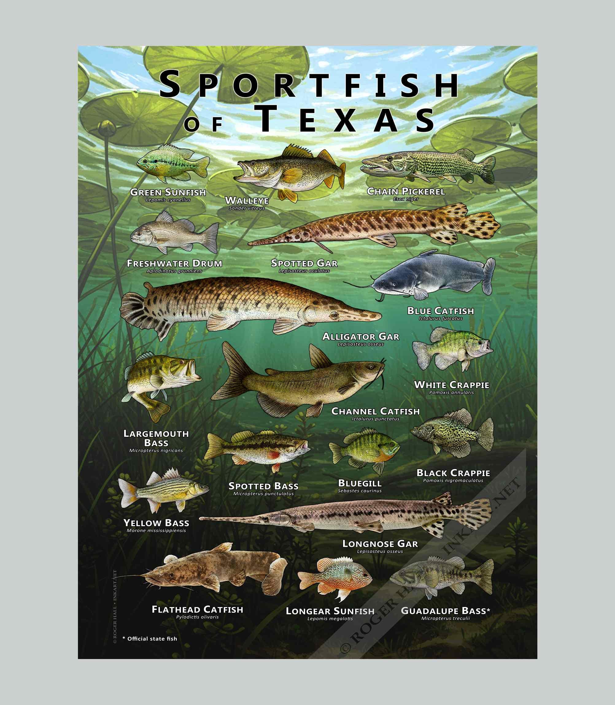 Sportfish of Texas Poster Print/field Guide - SIGNED BY ARTIST! - Etsy