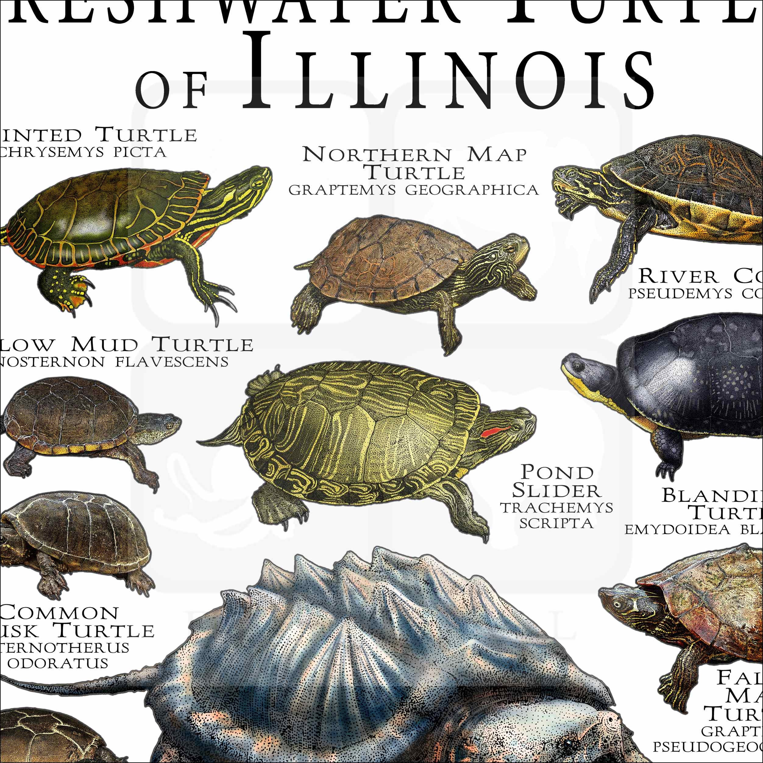 Freshwater Turtles of Illinois Poster Print Field Guide Etsy
