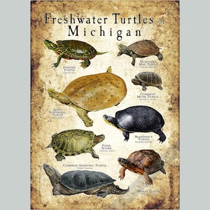 Impresión de póster/guía de campo sobre las tortugas de agua dulce de Michigan: ¡FIRMADO POR EL ARTISTA!