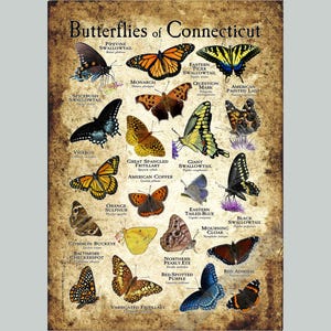 Impresión de póster de mariposas de Connecticut - Guía de campo