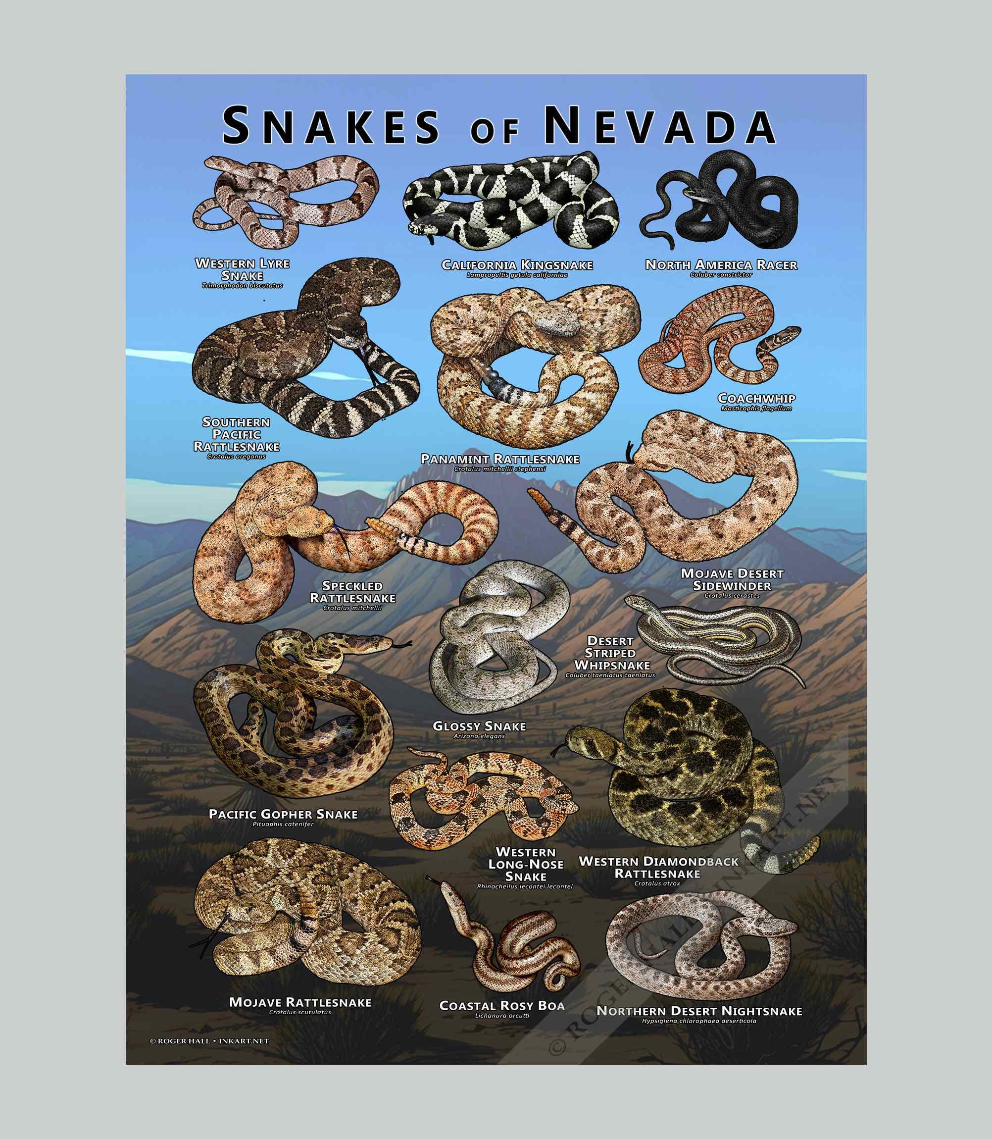【廃盤】SNAKES,THE QONOS vs SNAKES Snakes of Nevada Poster Print/field Guide - SIGNED BY ARTIST! - Etsy