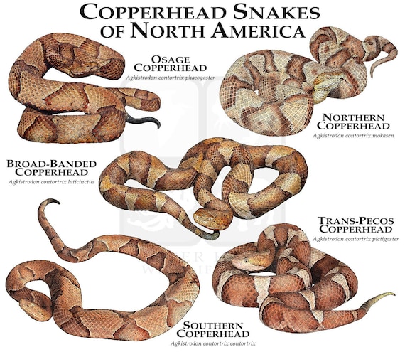 copperhead snake boots