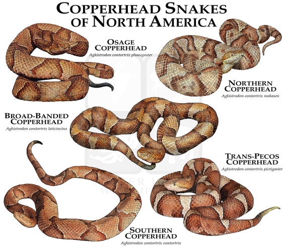 copperhead snake boots