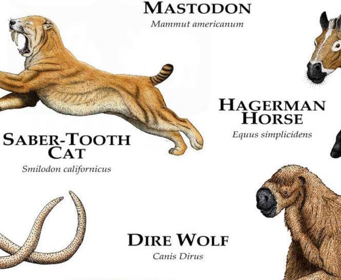 Extinct Mammals of North America Poster Print Etsy