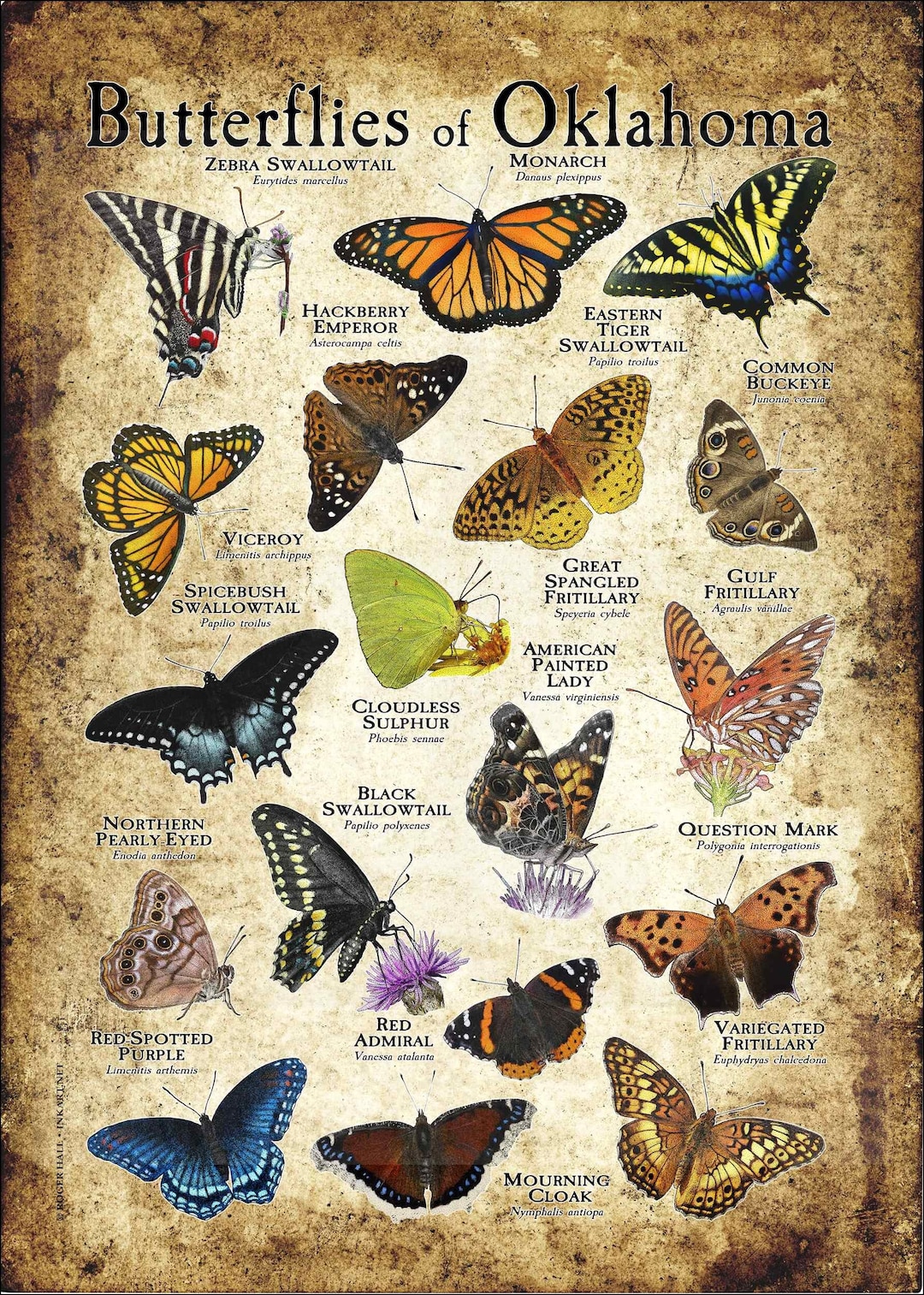 Butterflies of Oklahoma Poster Print Field Guide Etsy
