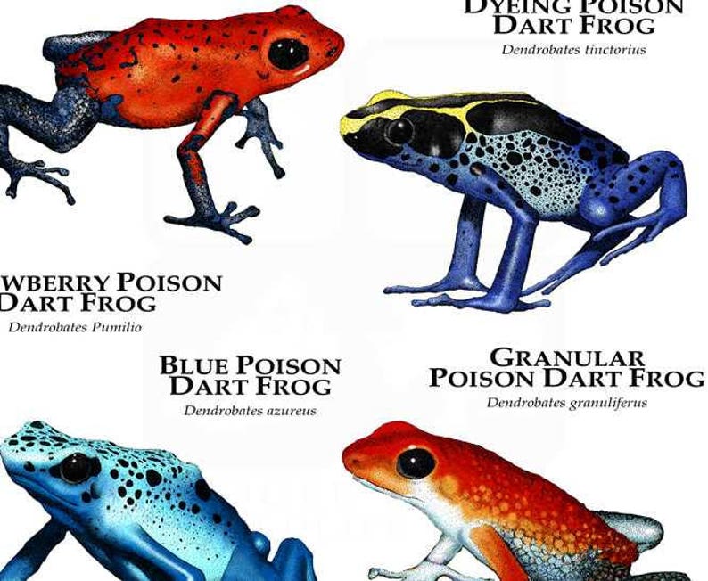 Poison Dart Frogs of Amazonia Poster Print | Etsy