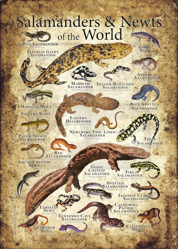 Salamanders And Newts Of The World Poster Print Etsy