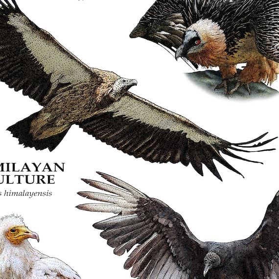 Vultures of the World」ポスタープリント - アーティストの