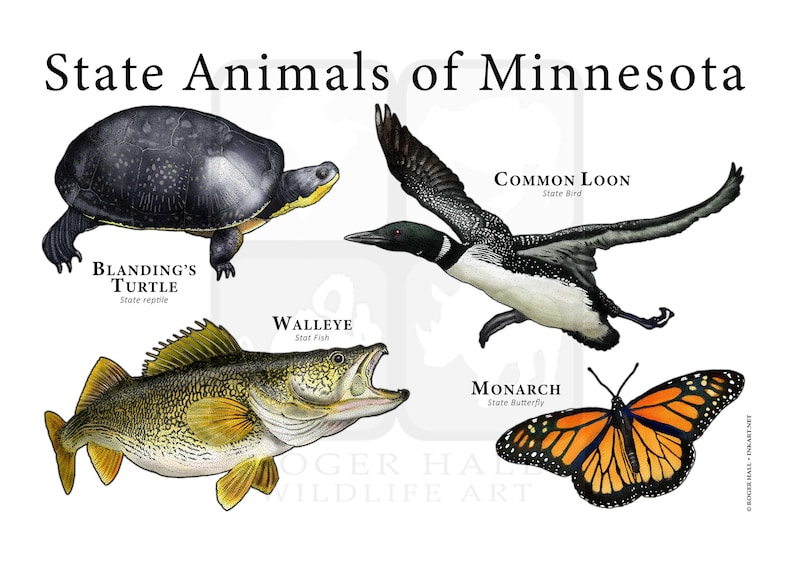 Minnesota State Animals Poster Print Etsy