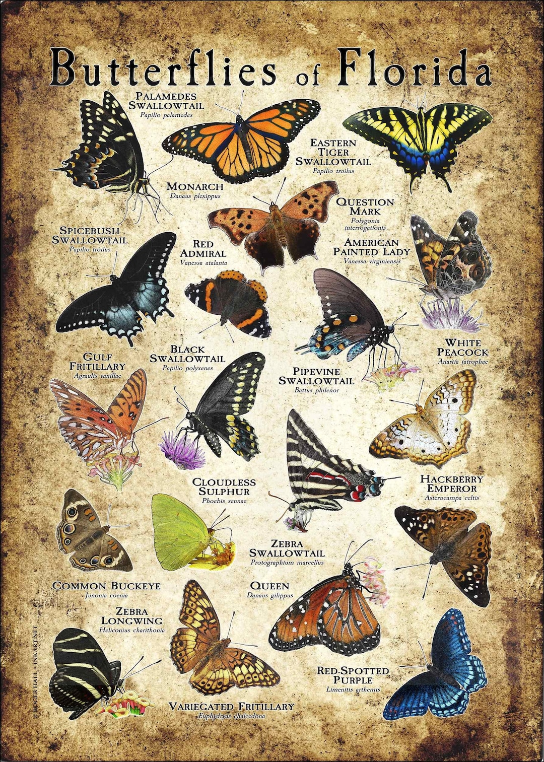Butterflies of Florida Poster Print Field Guide Etsy