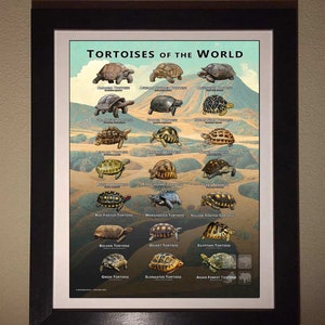 Tortoises of the World Art Print / Field Guide image 3