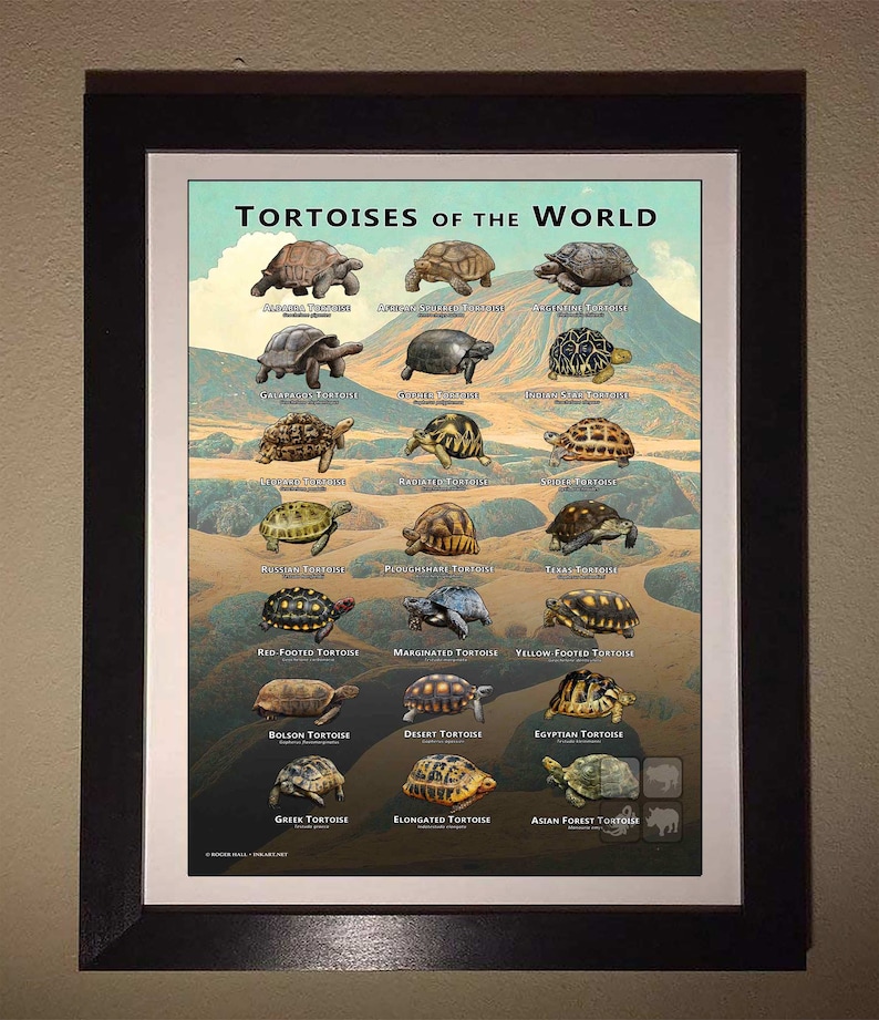 Tortoises of the World Art Print / Field Guide image 3