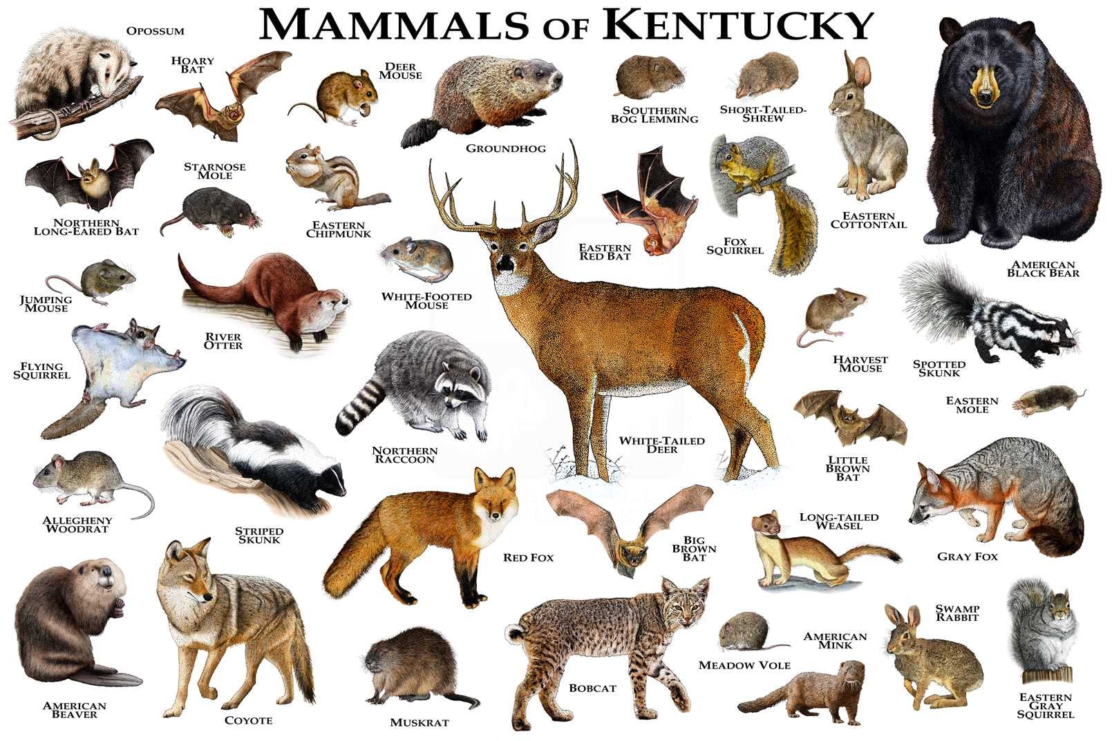 Mammals of Kentucky Poster Print / Kentucky Mammals Field Etsy Singapore
