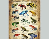 ヤドクガエルのポスタープリント - アーティストのサイン入り! - Etsy 日本