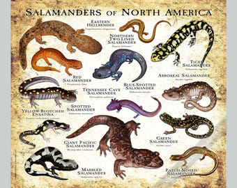 Peut inclure: Une affiche de style vintage intitulée "Salamandres d'Amérique du Nord" présentant des illustrations détaillées de diverses espèces de salamandres. L'affiche comprend des noms tels que "Salamandre Tigre" et "Salamandre Marbrée".