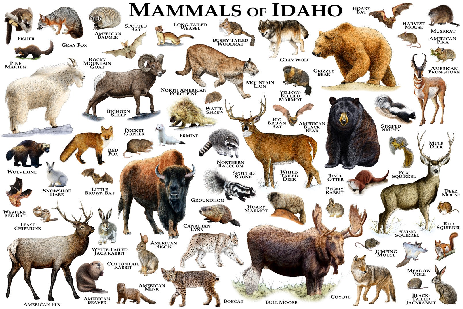 Mammals of Idaho Poster Print / Idaho Mammals Field Guide / Etsy