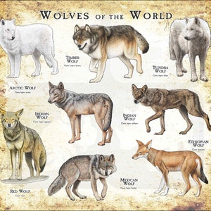 Wolves of the World Poster Print Antique
