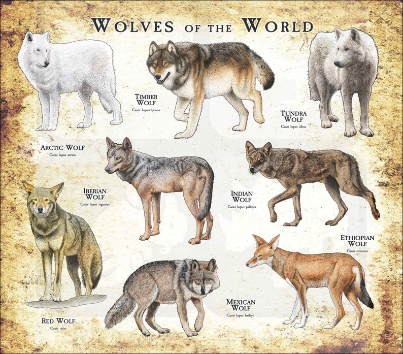 Wolves of the World Poster Print Antique