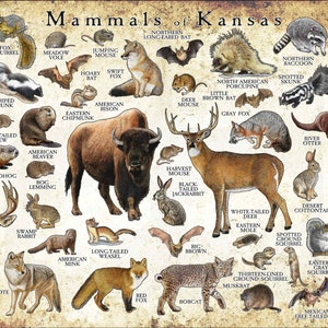 Kansas Mammals Poster Print: Signed Wildlife Art Field Guide