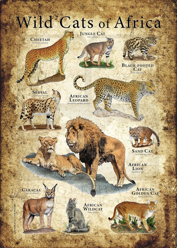 Wild Cats of Africa Poster Etsy UK