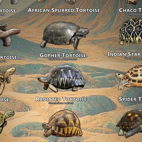 Tortoises of the World Art Print / Field Guide - SIGNED BY ARTIST