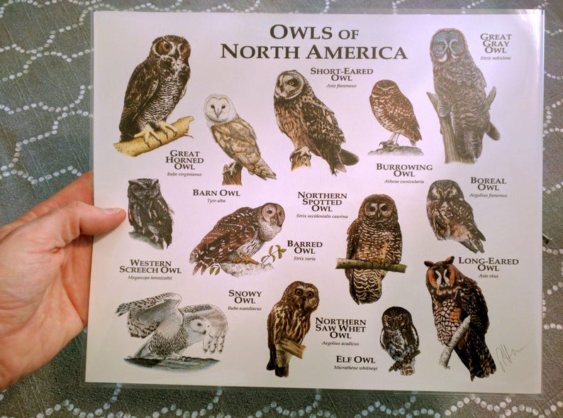Owls of North America Poster Print image 6