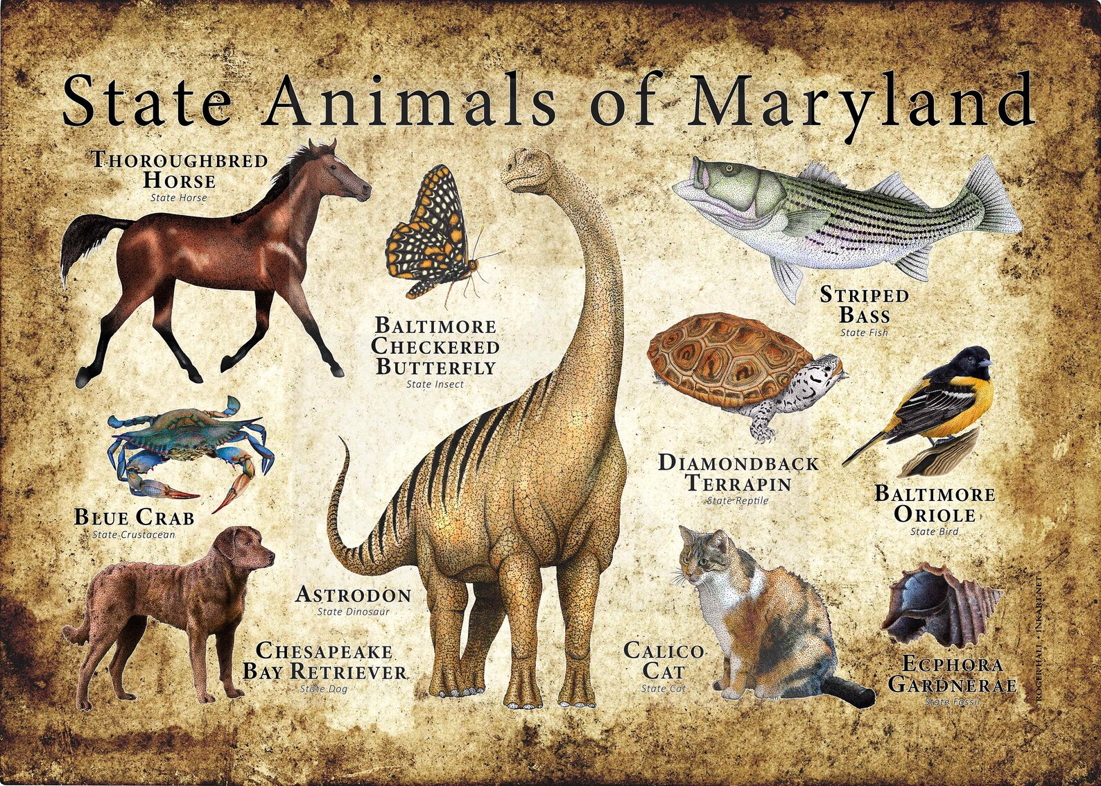 Maryland State Animals Poster Print Etsy