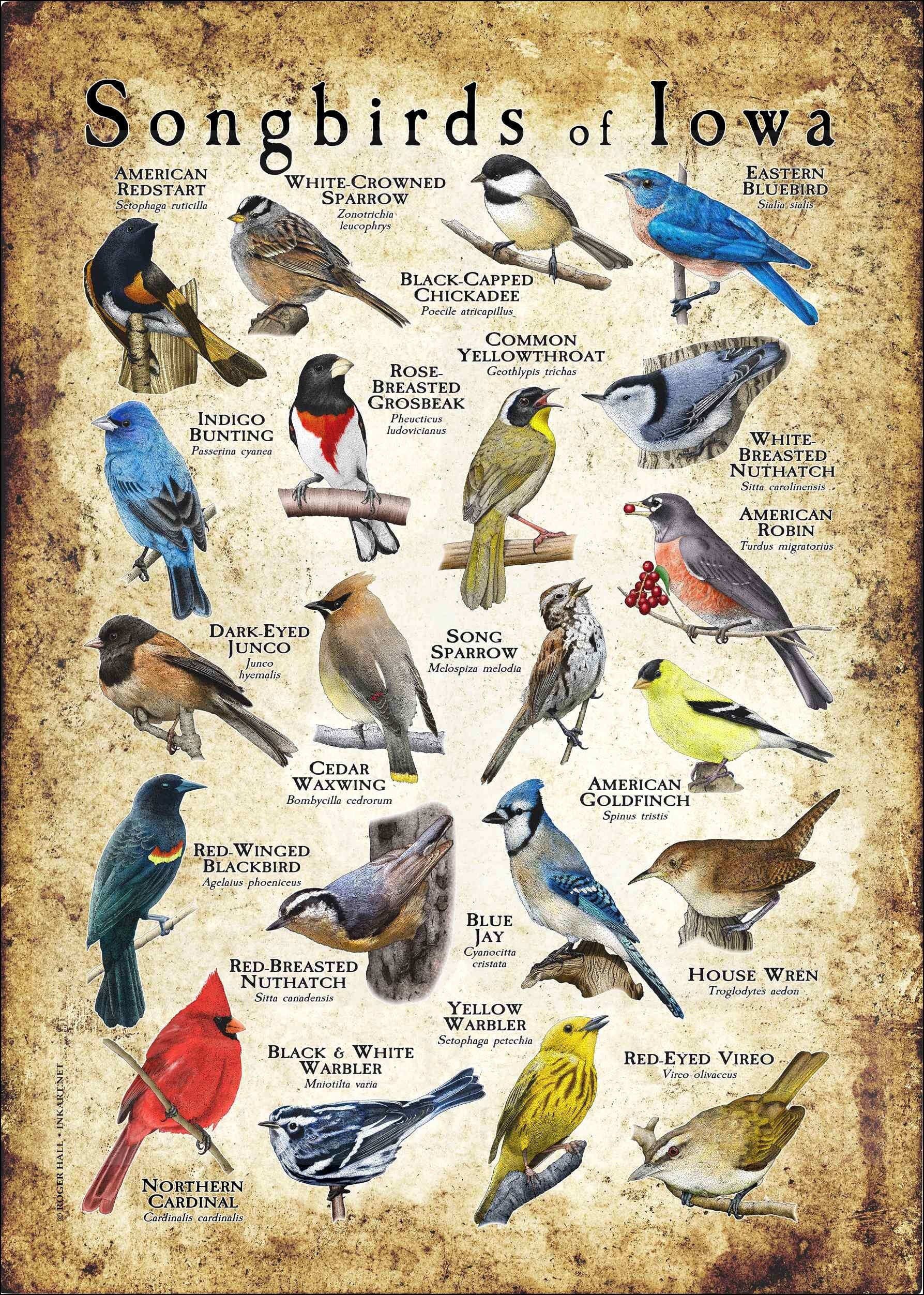 Songbirds of Iowa Poster Print/field Guide - SIGNED BY ARTIST! - Etsy