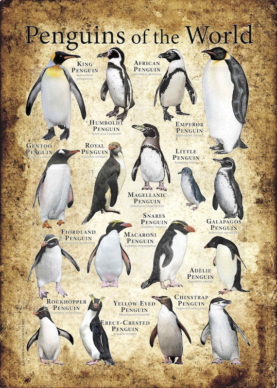Penguins of the World Poster Print - SIGNED BY ARTIST! - Etsy