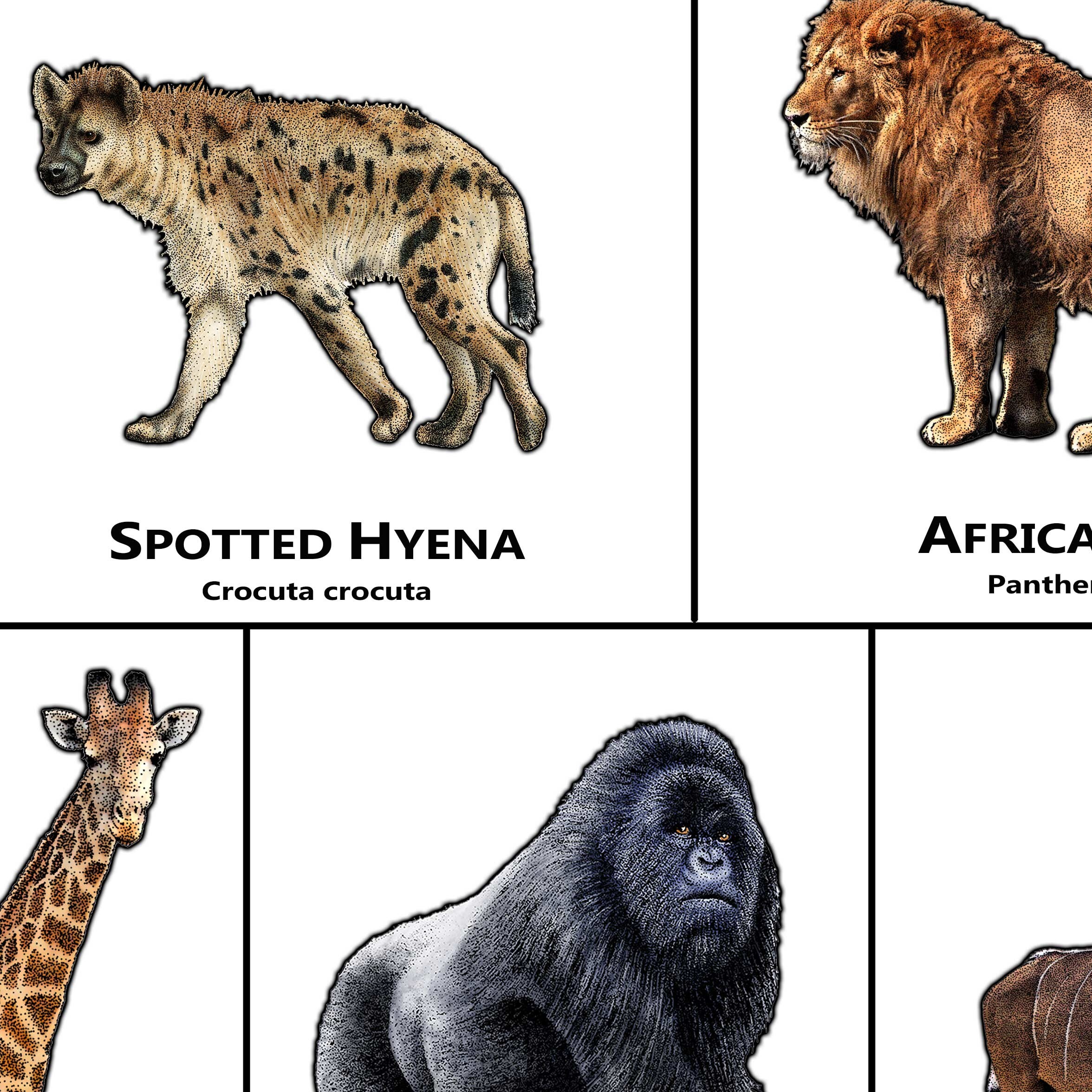 Mammals of the African Art Print / Field Guide - Etsy UK
