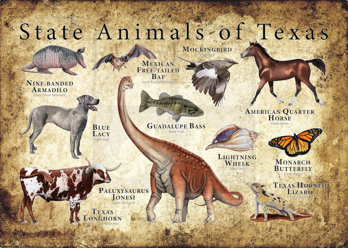 Texas State Animals Poster Print Etsy