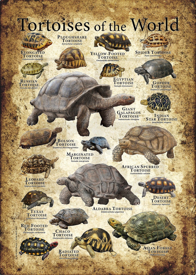 Tortoises of the World Poster Print Antique