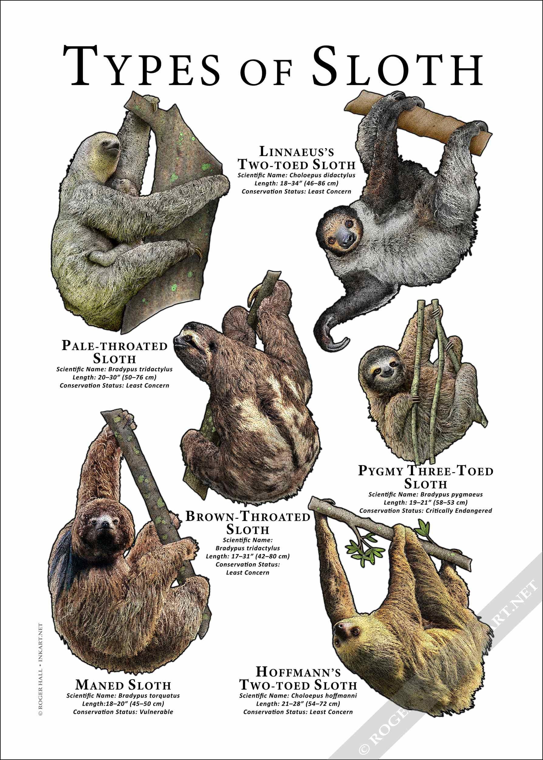 Types of Sloth / Field Guide - SIGNED BY ARTIST! - Etsy Australia